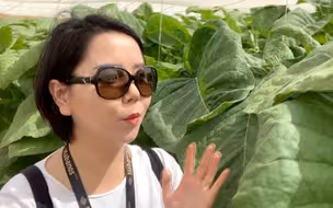 2020古巴雪茄节大放送系列（四）：参观雪茄烟叶种植园 贵族农作物的成长历程