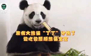大熊猫“丁丁”当妈妈好辛苦，分娩后一手吃饭另一只手护着宝宝