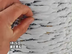 真·鹅毛大雪！男子在山上看到鹅毛状冰花附着在物体表面