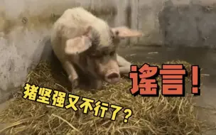 猪坚强不行了系谣言！一天还能吃20多斤