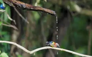 高黎贡山是世界物种基因库