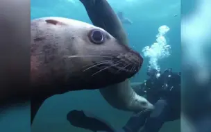 当海狮睁着萌萌大眼来看你...