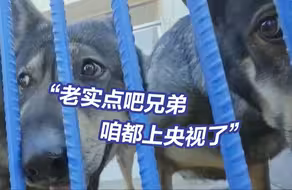 每只被通报的警犬其实都有它的绝活！金刚不爱洗澡却擅长水战