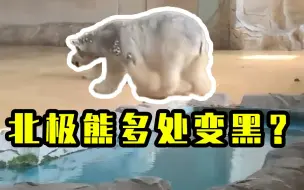 北极熊“美美”身体多处变黑？北京动物园回应