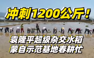 冲刺1200公斤！袁隆平超级杂交水稻蒙自示范基地春耕忙
