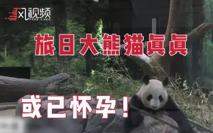 熊猫宝宝+1？日本上野动物园大熊猫真真出现怀孕征兆