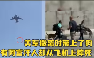 真就《一条狗的回家路》