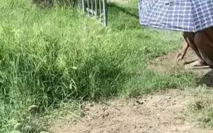 孙女临时回老家住，看爷爷顶高温默默拔草泪目：他怕蛇和虫子咬我