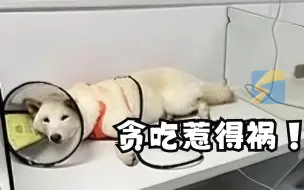 狗子误食大量布洛芬主人连忙催吐 打车一个半小时送医花5000元救回