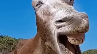 驴竟然是狼的克星