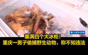塞满四个大冰柜！重庆一男子偷捕野生动物，称不知违法