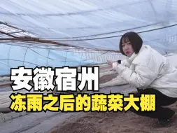 聚焦三农丨安徽宿州：冻雨之后的蔬菜大棚