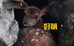 好萌！避雨梅花鹿宝宝回眸萌化巡护员