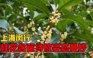 上海闵行桂花含苞待放：预计下周全面开放，花期将超一周