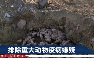 大连一处深坑中出现上百头猪，一部分已经死亡，执法部门已立案！