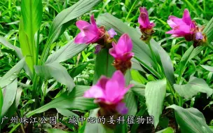 广州珠江公园的姜科植物园区 进入了最佳观赏期