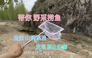 带你野采捞鱼 走进山涧溪流 发现原生虾蟹