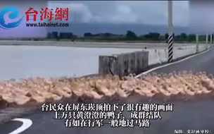 台湾屏东上万只鸭鸭集体过马路  画面超治愈