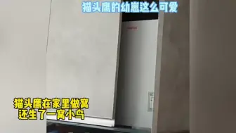 头一回看到，猫头鹰的宝宝竟然这么可爱