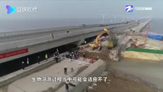 洞头：破堤通海 为鱼让道