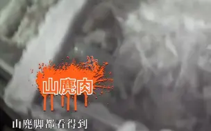 放野生动物一条生路吧！他们本该穿行林间！