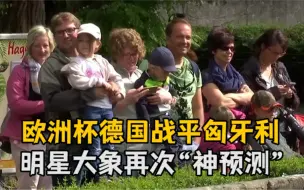 欧洲杯德国战平匈牙利 明星大象再次“神预测”