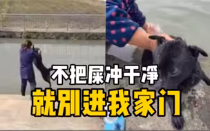 狗子贪玩掉进茅坑，恶臭难闻被主人拖去洗澡