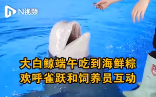 大白鲸在端午吃到海鲜粽，欢呼雀跃不停和饲养员互动