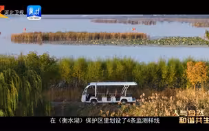 感受自然之美 看衡水湖候鸟翩跹 #全国广电新媒体集结发光