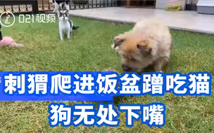 狗看了都傻眼！刺猬爬进饭盆蹭吃猫狗无处下嘴，主人：不收养，但是欢迎再来！