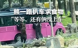 太搞笑！北京野生动物园的熊扒车求食物  “等等，还有俩没上车呢”