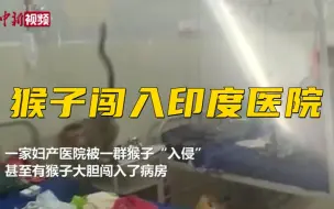 猴子闯入印度一医院病房  在病床上跳来跳去