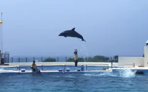 超可爱！小海豚在此献上让你叹为观止的特别演出，掌声在哪里？
