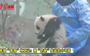 熊猫“强强”收工记：被“奶爸”捡起的小可爱