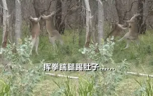 两只袋鼠丛林“斗殴”互相拳打脚踢  场面激烈让澳夫妇直呼没见过