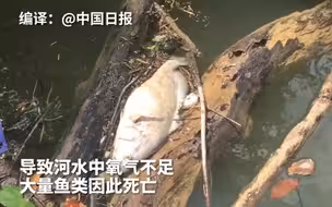 大量威士忌因火灾流入河中，上万鱼类因缺氧死亡