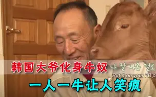 韩国大爷救下濒死小牛，化身牛奴2年后，一人一牛让人笑疯