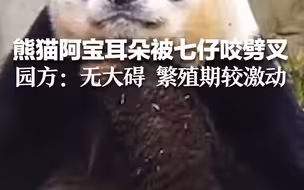熊猫阿宝耳朵被七仔咬劈叉 园方回应：无大碍 繁殖期较激动