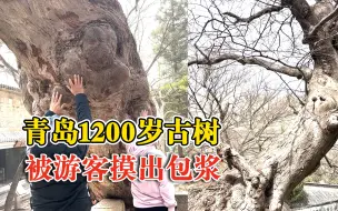 齐聚青岛打卡春天！1200岁古树被游客摸出包浆