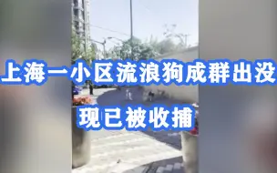 上海一小区流浪狗成群出没！上海小区内成群流浪狗已被收捕：呼吁居民不要随意喂食流浪狗