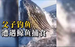 父子海上钓鱼遭遇鲸鱼捕食，所乘船只险被撞翻