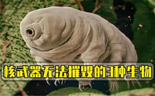 连核武器都不怕的3种生物，科学家直言或将成为人类希望