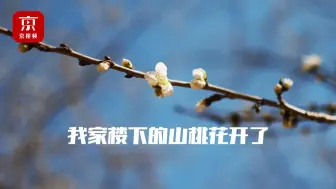 我家楼下的山桃花开了！快看看你家楼下的吧
