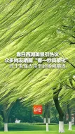 春日西湖美景引热议  众多网友晒图“春一秒具象化” ：终于看懂古诗里的杨柳拂堤