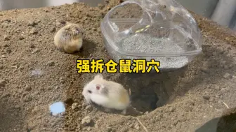 你们仓鼠睡觉也这样吗，把我吓坏了