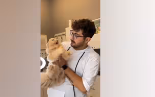 萌！土耳其热情兽医一把抱住橘猫猛亲 橘猫气得当场炸毛转身揍人