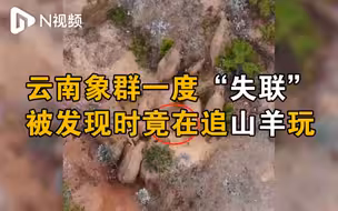 云南小象泥坑中跌倒，象群“失联”后被发现追山羊玩