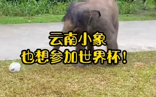 云南小象也想参加世界杯！