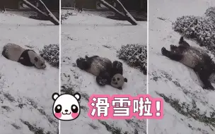 高萌！旅美大熊猫“美香”和“添添” 雪中作乐超顽皮！