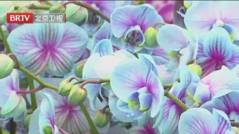 “鸡尾酒”、“三文鱼”、龙兰……丰台七大花卉市场集中上新！